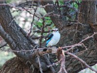 And let us not forget the birdlife. A few pictures of the more than 300 species in the greater reserve.
