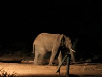 The Elephants were much in hiding except for the lone visitor to the water hole at the lodge on the first evening.