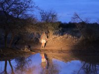 BlackRhinoReserve087 : 2016, 70th Birthday, Black Rhino Game Reserve, Gamedrive