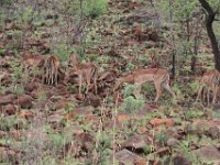 BlackRhinoReserve029 : 2016, 70th Birthday, Black Rhino Game Reserve, Buck