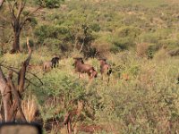 BlackRhinoReserve031 : 2016, 70th Birthday, Black Rhino Game Reserve, Buck