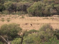 BlackRhinoReserve032 : 2016, 70th Birthday, Black Rhino Game Reserve, Buck