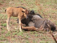 BlackRhinoReserve039 : 2016, 70th Birthday, Black Rhino Game Reserve, Buck