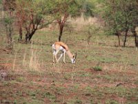 Not forgetting the other game we have seen, zebra, wildebeest, hartebeest, springbok, impala, warthog just to mention a few.