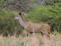 BlackRhinoReserve043 : 2016, 70th Birthday, Black Rhino Game Reserve, Buck
