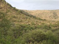BlackRhinoReserve070 : 2016, 70th Birthday, Black Rhino Game Reserve, Buffalo