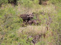 BlackRhinoReserve071 : 2016, 70th Birthday, Black Rhino Game Reserve, Buffalo