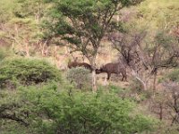 BlackRhinoReserve073 : 2016, 70th Birthday, Black Rhino Game Reserve, Buffalo