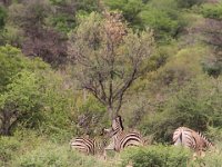 BlackRhinoReserve125 : 2016, 70th Birthday, Black Rhino Game Reserve, Zebra