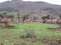 Two sub-species, the South African and Namibian/Angolan giraffes living in harmony at Pilanesberg.