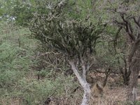 BlackRhinoReserve089 : 2016, 70th Birthday, Black Rhino Game Reserve, Trees