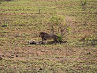 Two lions giving it a rest in the morning sun. 