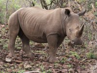 We had several sightings of White Rhinos, but this was by far the best on the second day.