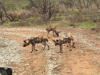 The absolute highlight for us was spotting a pack of Wild Dogs and spending some time with them.