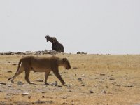 Etosha2011011 : Etosha, Leisurewheels, Me, Namibia