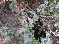 BouldersBeach006 : 2016, Boulders Beach, Penguins, West Coast