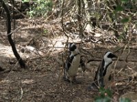 BouldersBeach007 : 2016, Boulders Beach, Penguins, West Coast
