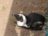 BouldersBeach010 : 2016, Boulders Beach, Penguins, West Coast