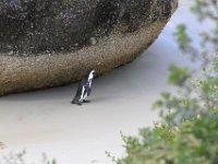 Boulders Beach
