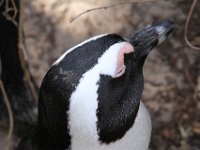 BouldersBeach024 : 2016, Boulders Beach, Penguins, West Coast