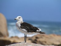 CapeColumbine090 : 2016, Birds, Cape Columbine, West Coast