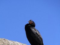 CapeColumbine099 : 2016, Birds, Cape Columbine, West Coast