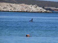Langebaan011 : 2016, Langebaan, West Coast