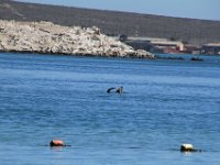 Langebaan012 : 2016, Langebaan, West Coast