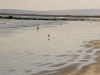 Paternoster020 : 2016, Birds, Paternoster, West Coast