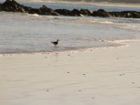 Paternoster021 : 2016, Birds, Paternoster, West Coast