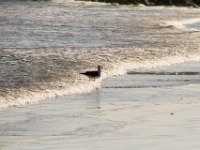 Paternoster022 : 2016, Birds, Paternoster, West Coast