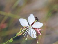 Paternoster024 : 2016, Paternoster, Plants, West Coast