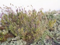 Paternoster025 : 2016, Paternoster, Plants, West Coast