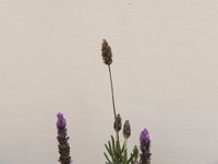 Paternoster026 : 2016, Paternoster, Plants, West Coast