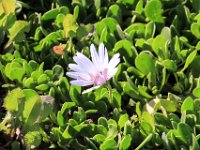 Paternoster028 : 2016, Paternoster, Plants, West Coast