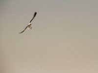 Paternoster055 : 2016, Birds, Paternoster, West Coast