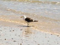 Paternoster057 : 2016, Birds, Paternoster, West Coast
