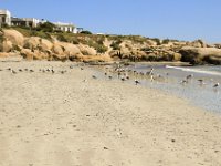 Paternoster058 : 2016, Birds, Paternoster, West Coast