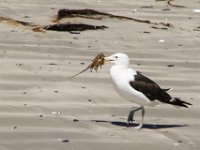 Paternoster059 : 2016, Birds, Paternoster, West Coast