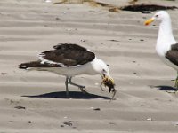 Paternoster060 : 2016, Paternoster, West Coast