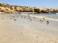 Paternoster063 : 2016, Birds, Paternoster, West Coast