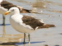Paternoster065 : 2016, Birds, Paternoster, West Coast