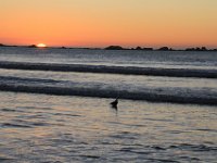 Paternoster085 : 2016, Birds, Paternoster, Sunset, West Coast