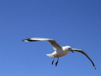 StHelenaBay007 : 2016, Birds, St Helena Bay, West Coast