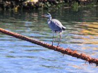 StHelenaBay009 : 2016, Birds, St Helena Bay, West Coast